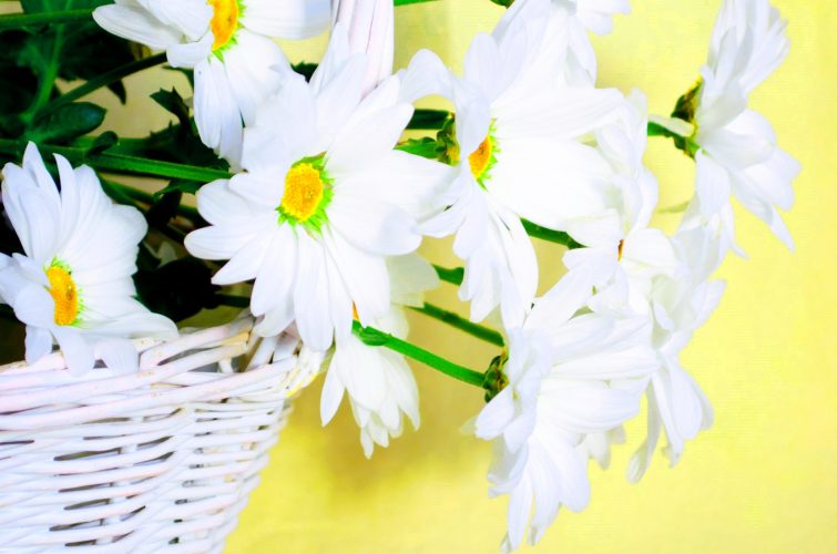 The Choices Of Lighting For Flower