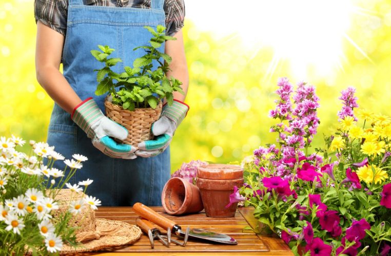 Tips To Designing Your Garden