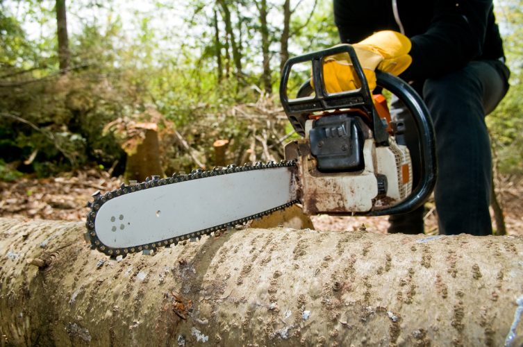 How To Hire A Tree Surgeon?