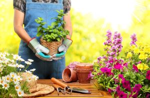 Tips To Designing Your Garden